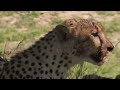 It's Christmas in the Savanna - A truce in a merciless world - Animal documentary - HD - Amp