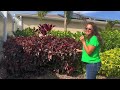 Garden Tour 13 & 14: PRIVACY BUFFER Easy Care - Low Maintenance!🌺🌴