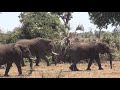 South Africa  -  Kruger National Park  -  2017