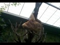 The sloth at the Omaha Zoo