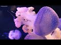 The Best 4K Aquarium - Dive Into The Mesmerizing Underwater Realm, Sea Jellyfish, Coral Reefs