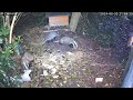 Badgers feeding