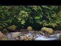 Beautiful Forest River Sounds, Birds Chirping, Babbling Brook, Nature Sounds, ASMR for sleep.