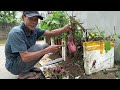 Tips Growing Sweet Potatoes Few People Know, No Cost Penny, Unbelievably Effective!