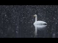 First snow - birds in slowmotion with OM-1 + 300mm PRO