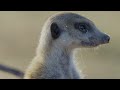 Don't Mess with the Meerkats | Wildlife Icons Ep104