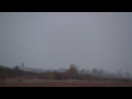 Starlings over Otmoor, 17 November 2013