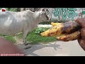 গরু কে কলা খাওয়ানো ভিডিও Garu ke kala khaoyano Videos #youtube #funny #discovery #video