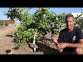 Summer Citrus Care | Thin, Prune, Protect