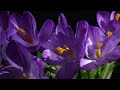 Flowers of saffron blooming on black background - Free Stock Footage 4K Video