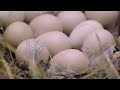 The Season of Love : Mating in the Bocage 🌾🐔 - Wildlife Documentary HD