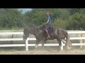 Frisco Dressage Training Shire