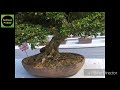 Bonsai lovers, Horticulture Kolkata (part 2)