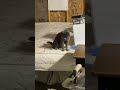 Dog boxes cat / cat slaps dog