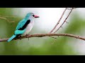 Piano Music  Gentle Healing Music For Health And To Calm The Nervous System