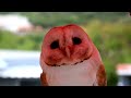 Hoots and Whispers: Unraveling the Mystery of Owls 🦉#owl #animals #cute #trending #funny #wildlife