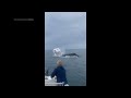 Whale surfaces, capsizes fishing boat off New Hampshire coast