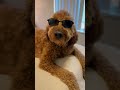 Funny Goldendoodle videos compilation #goldendoodle #dog #cute #funny #doglovers