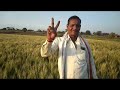 गेहूं पर भुवस्त्रा सुपर और ओलिफ का शानदार रिजल्ट wheat 🌾🌾🌾🌾🌾🌾