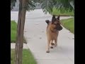 German Sheperd realizes owner isnt behind him any more.