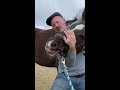 HORSE IN PAIN 😱 CAN'T LOWER HEAD! 🐴  Animal Chiropractor