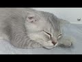 CLASSIC Dog and Cat Videos1❤️🥰 HOURS of FUNNY Clips🤣😻🐶#