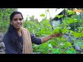 Cucumber Krishi in Malayalam | കുക്കുംബർ കൃഷി പൊടിപൊടിക്കാൻ ഇങ്ങനെ ചെയ്യു | Minis Lifestyle