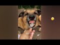 FUNNIEST CAT AND DOG VIDEOS 2023 #19