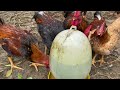 Full video of chicken care process from 23 days to 148 days in the rainy season - Chicken Farm.