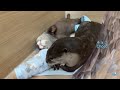 Otter Wants To Be Wrapped In A Towel