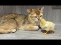 Kitten: Please don't take the chicks away!I will do my best to raise the chicks.Cute animal videos