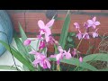 como nois cultivamos orquídeas grapete