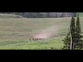 Elk herd being chased by Wolves #Elk #wolves