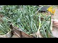 Growing Leeks from Seed - Grow Leeks Long