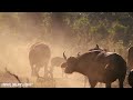 4K African Animals: The Great Migration Bwabwata National Park - Scenic Wildlife Film