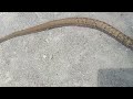 ular jali2 atau ular kayu di rumah bambu(1)