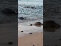 Honu Honu