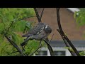 Woodpigeon showering in the rain