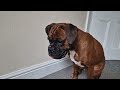 Every Boxer Dog owner should know this behaviour! - #training