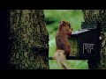 Lake District Red Squirrels