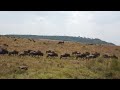 Are Wildebeest Intelligent?