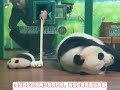 广州长隆的萌萌带娃方式超前#大熊猫 #panda