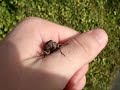 Chorus cicada (Amphipsalta zelandica) held in hand, making sound