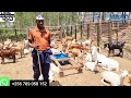 Why Everyone Must START a GOAT Farming Business | 2023