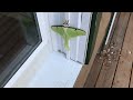 Luna Moth on my Windowsill