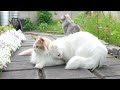 Me and My 11 Cats Are Moving! (ENG SUB)