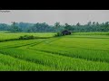 The Sounds of Heavy Rain in a Rice Field | Rain Sounds Without Thunder for Sleeping & Relaxation