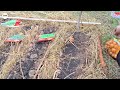 FAST GROWING Vegetables in CARDBOARD Tunnels