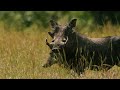 Explore the Clash of the Titans - Lions vs. Hyenas, a Fight for Territory | Full Documentary