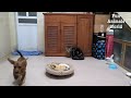 Funniest DOGS and CATS videos 🐶😹 Funny ANIMALS 2024 😻 you laugh you lose P3